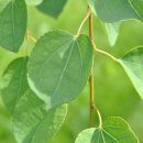 계수나무한의원 이미지