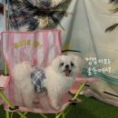 멍멍이와 숲속에서 네이버블로그