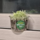 아지&냥이 | 초보 집사가 직접 키우는 &#39;냥냥아지 캣그라스&#39;🌱 (키우는 방법/장단점/급여 방법)