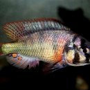 Haplochromis limax 이미지