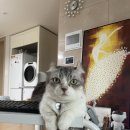 서울햇빛동물병원 이미지