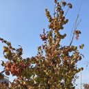 본산공원 이미지