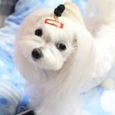 보배네 이미지