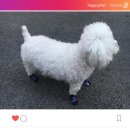 멋진강아지 이미지