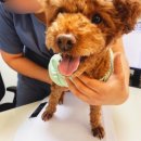 보현동물병원 이미지