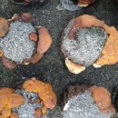 이희철농장 이미지