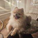 녹양동물병원 이미지