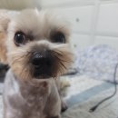 빅맨애견미용 이미지