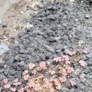 클로버치과의원 이미지