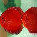 워터월드코리아 이미지