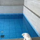위클라드애견풀빌라