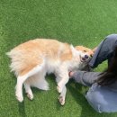 GPS 애견학교 | 양주 애견호텔에 저희 뽀삐 보냈는데 쌤이 상황과 각자 성격에 맞게 체계적인 다양한 활동을 진행하셨어요!