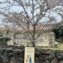 13월의아침 | 제주 애월 애견동반 감성숙소 13월 봄 3박 4일 후기
