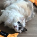 금광동4363(단대오거리) 이미지