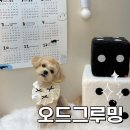 오드그루밍 네이버블로그