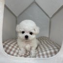 야옹아멍멍해봐삼각점 이미지