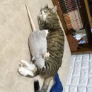 햄튜브