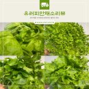 아자몰 유러피안 샐러드 스마트팜 친환경 채소