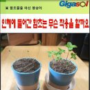 열방의아이들