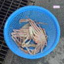 바라기 | 울산 정자 대게궁/바다바라기에서 박달대게 먹은 후기