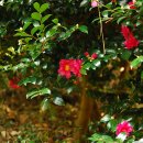 정응민생가 이미지