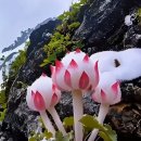 이준석의 &#34;젓가락 발언&#34;어찌할꼬! 이미지