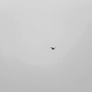 아산아구찜 이미지