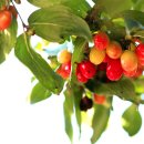 The 산수유 이미지