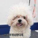 개설렘 | 청라 애견미용 잘하는 곳 찾았다 개설렘에서 스파+위생미용 후기