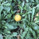 제주 도련동 귤나무류 이미지