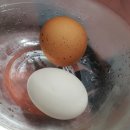 꼬꼬양계농장 | 자연방사유정란 신선하고 맛있는 유정란 택배로