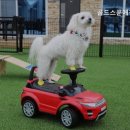 골드스푼애견풀빌라 이미지