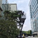제일상가빌딩 | 분당스카이차 상가 대로변 빌딩 소나무 전지작업 유동인구 많은 곳도 안전하게 완료!