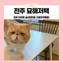 야, 너도 자산 관리 할 수 있어 | 전주아이랑가볼만한곳 100평대 초대형 전주고양이카페 묘해저택 방문 후기( 주차, 분양정보)