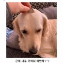 댕댕이# 이미지
