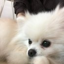 이쁜 댕댕이 | [홍대 애견카페 추천] 귀여운 댕댕이들이 상주하는 더귀여워 애견카페 후기🐾🐶