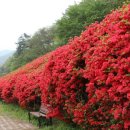 섬진강변 철쭉길 이미지