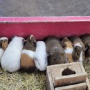 새들목장 이미지