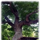 두동편백 이미지