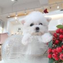 베리독 강아지고양이 평택본점 이미지