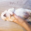 홈브리딩 이미지