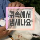 참누리동물병원 네이버블로그