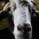 보은염소농장 이미지