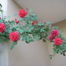 노루메기 이미지