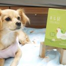 챠밍도그 이미지