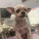 투투 동물병원 이미지