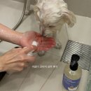 강아지샴푸 바꿨더니 달라진 점 무향이라 더 만족한 마음더 후기