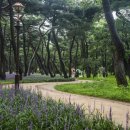 황성공원 씨름장 이미지