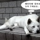 김대리피자 이미지