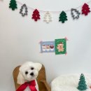 뭉구르밍 이미지